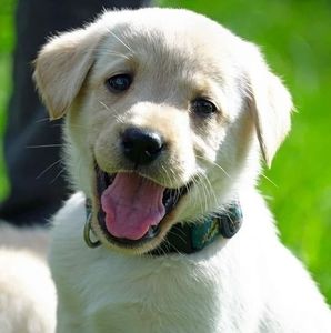 Meet your Posher, Scott